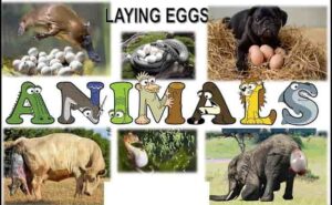 Egg Laying Animals List