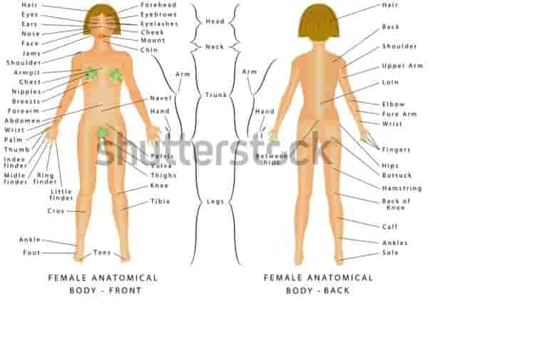 Female Body Parts Name