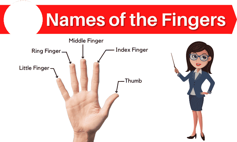 Five Fingers Name in English