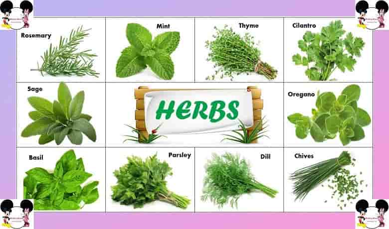 Herbs Name