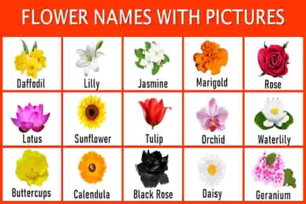 list-of-all-flowers-name – English Wale