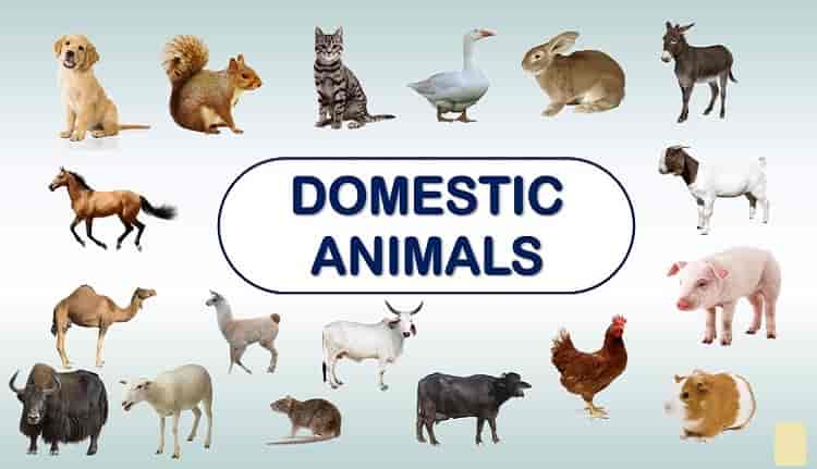 List of Domestic Animals Name