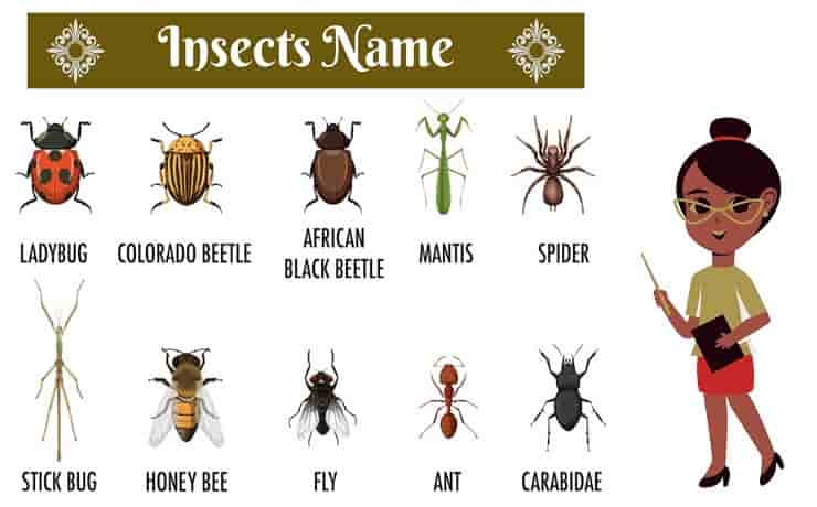 List of Insects Name