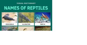 List of Reptiles Animals Name