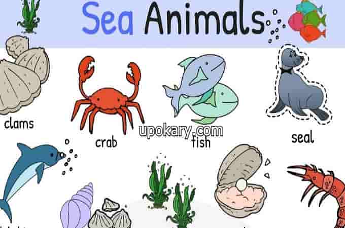 List of Sea Animals