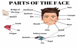 Parts of Face Names